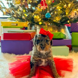 Lisa - Blue merle Bernedoodle puppy in Washougal, Washington from Sandy Creek Bernedoodles