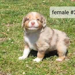 Moira Rose - Red merle female Miniature Australian Shepherd puppy in Independence, Kansas from Rutland Aussies