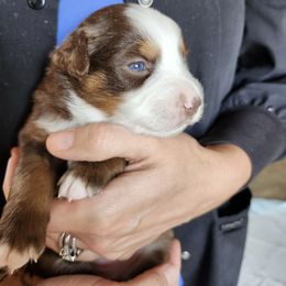 Gigi - Red tri-color female Australian Shepherd puppy in Harrodsburg, Kentucky from Triple M Aussies