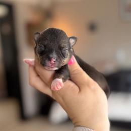 Willow - Fawn brindled black female Chihuahua puppy in Harrison, Michigan from Cloud9 Chihuahuas
