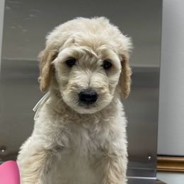 White female - Apricot female Goldendoodle puppy in Deville, Louisiana from Milley’s Poodles and Doodles