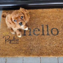 Cavalier King Charles Spaniel Puppies from Royalton Cavaliers