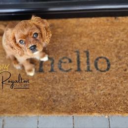 Cavalier King Charles Spaniel Puppies from Royalton Cavaliers