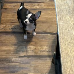 Blake - Black and white male Chihuahua puppy in Madison, Virginia from KimberGlen Chihuahuas