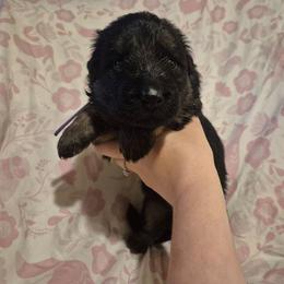 Purple collar female - Black and red female German Shepherd puppy in Eugene, Oregon from Vom Osuna K9s