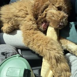 Saint Berdoodle Puppies from Badland St. Berdoodles LLC