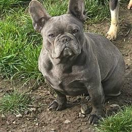 Kaida - Blue female French Bulldog puppy in Tenmile, Oregon from High Plains French Bulldogs,Boston Terriers and Frenchtons.