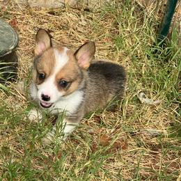 Aquaman - Sable male Pembroke Welsh Corgi puppy in Millsap, Texas from Punchy Pembroke Ranch