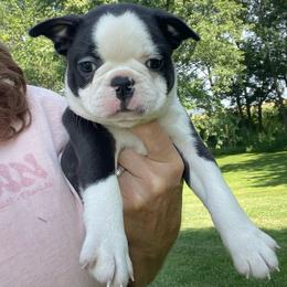 Quade - Black and white male Boston Terrier puppy in Fillmore, Illinois from Wind Hill Puppies