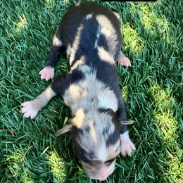 Jerry - Blue merle male Aussiedoodle puppy in Bakersfield, California from Annie's Aussies