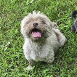 Luna - Shih Tzu