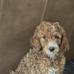 Poodle Puppies from Greyzer Poodles