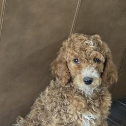 Poodle Puppies from Greyzer Poodles
