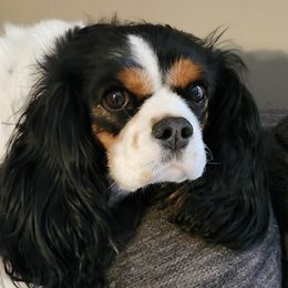 Ellie Mae - Cavalier King Charles Spaniel