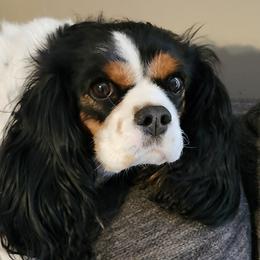 Ellie Mae - Cavalier King Charles Spaniel