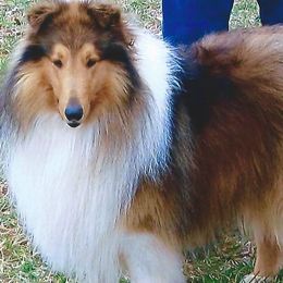 Collies from Deborah's Collies