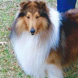Collies from Deborah's Collies