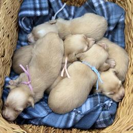 Dachshund puppies from Country Bumpkins