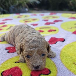Periwinkle - Apricot female Poodle puppy in Dallas, Texas from Halo's Heroes Doodles