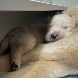 Green Boy - Golden male Golden Retriever puppy in Amissville, Virginia from Houston’s Golden Haven
