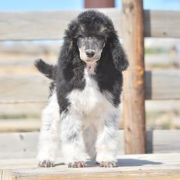 Cami - Phantom female Poodle puppy in Delta, Colorado from PTK Ranch