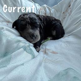 Current - Merle male Goldendoodle puppy in Atlantic Beach, Florida from Glamorous Golden Doodles