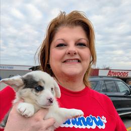 Janet - Blue merle and white female American Corgi puppy in Shawnee, Oklahoma from Sunray Ranch