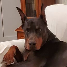 Anton - Doberman Pinscher