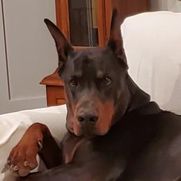 Anton - Doberman Pinscher