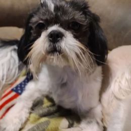 Chivo - Shih Tzu