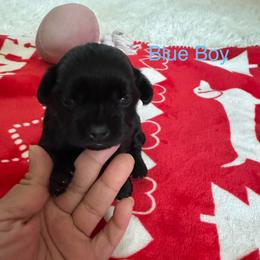 Blue Boy - Black gold and white male Shorkie puppy in San Tan Valley, Arizona from Great Mates