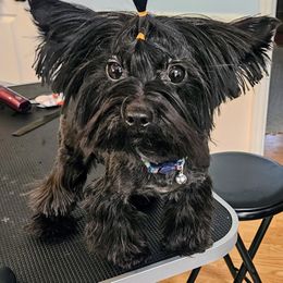 Ember - Yorkshire Terrier