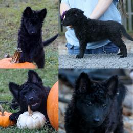 Gretna - Black female Mudi puppy in Gatlinburg, Tennessee from Greenbrier