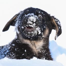 German Shepherd Puppies from Lindenhill GSD