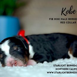 Bernedoodle Puppies from Starlight Bernedoodles