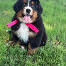 Pepper - Black and rust female Bernese Mountain Dog puppy in Purcell, Oklahoma from Swiss Berner Bears