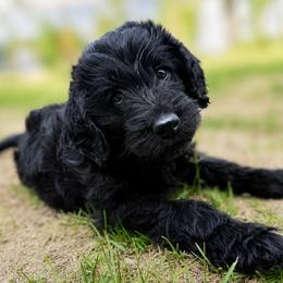 Remington - Black male Labradoodle puppy in Wasilla, Alaska from Northern Lights Labradoodles