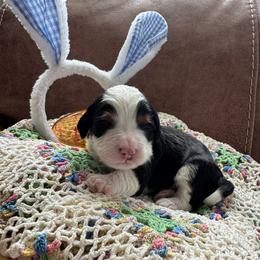 Master Colin - Tri-color male Bernedoodle puppy in Forsyth, Illinois from Birdies Mini Bernedoodles