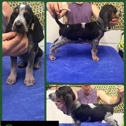 Spruce - Blue ticked and tan male Bluetick Coonhound puppy in Cherryville, North Carolina from Evenstar-WesRidge Bluetick Hounds