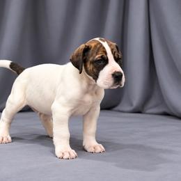 Samara - Brindle female Great Dane puppy in Montgomery, Texas from KD Sweet Southern Danes