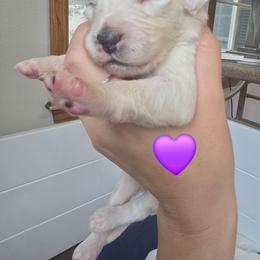 Butterfly - White and lemon female Dalmatian puppy in Janesville, Wisconsin from Legacy Dalmatians