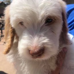 Saint Berdoodles from Harper's Saint Berdoodles