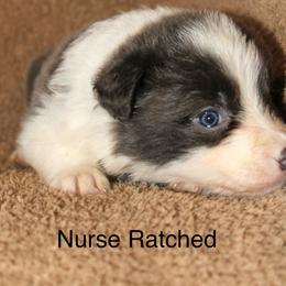 Nurse Ratched - Blue female Border Collie puppy in Crawfordsville, Indiana from Rescued Dreams Border Collies