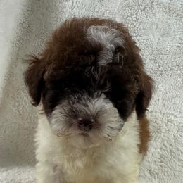 Biscotti - Parti male Poodle puppy in Queens, New York from The 2 Musketeers_Cockapoos