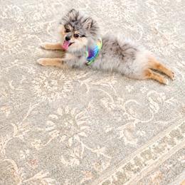Hank - Blue merle male Pomeranian puppy in Indian Trail, North Carolina from Hilda’s Teenie Weenies