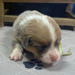 Priya - Sable female Pembroke Welsh Corgi puppy in Apison, Tennessee from Ashmore Corgis