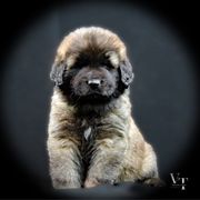 3 boys - Reddish brown Leonberger puppy in Port Lavaca, Texas from Bigfoot Leonberger Ranch