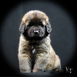 3 boys - Reddish brown Leonberger puppy in Port Lavaca, Texas from Bigfoot Leonberger Ranch
