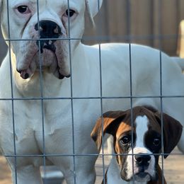Boxers from Twin Farms