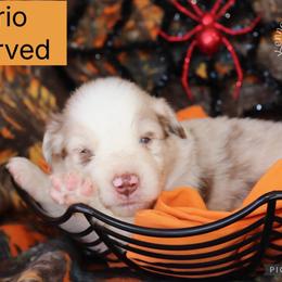 Wario - Red merle male Australian Shepherd puppy in Squaw Valley, California from A&M Australian Shepherds